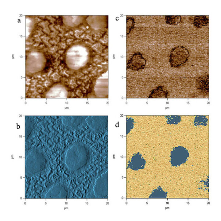 images of c-domain structure in PbTiOs film